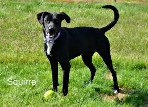 Rescue Ranch dog now with Forest Service