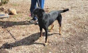 Presley, Burn dog will be at pet adoption event