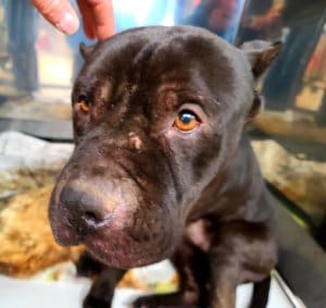 CU Onyx when he arrived at Rescue Ranch photo Yreka AC Facebook