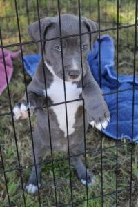 Rescue Ranch puppy at past Adoption Event