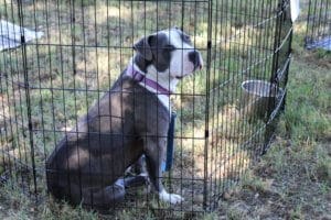 Rescue Ranch dog at past Adoption Event