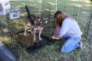 Rescue Ranch dog at past adoption event