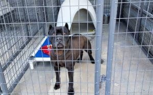 Onyx in kennel
