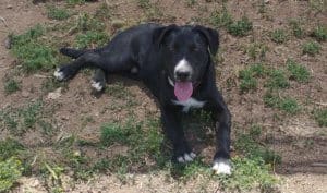 Joey, Rescue Ranch adolescent puppy