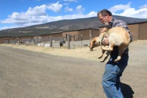 Exec Dir ohn Golay at Rescue Ranch Sanctuary in Big Springs carrying a rescued dump dog