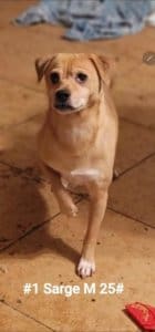 Pomchi in Hoarding Situation