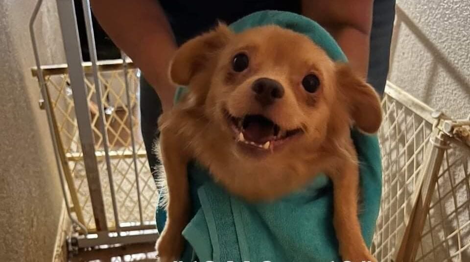 Hoarding Situation Brings 27 Small Dogs for Rescue Boarding at Rescue Ranch