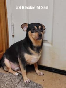 Pomchi in Hoarding Situation