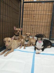 Female Pomchis brought to Resce Ranch from hoarding situation