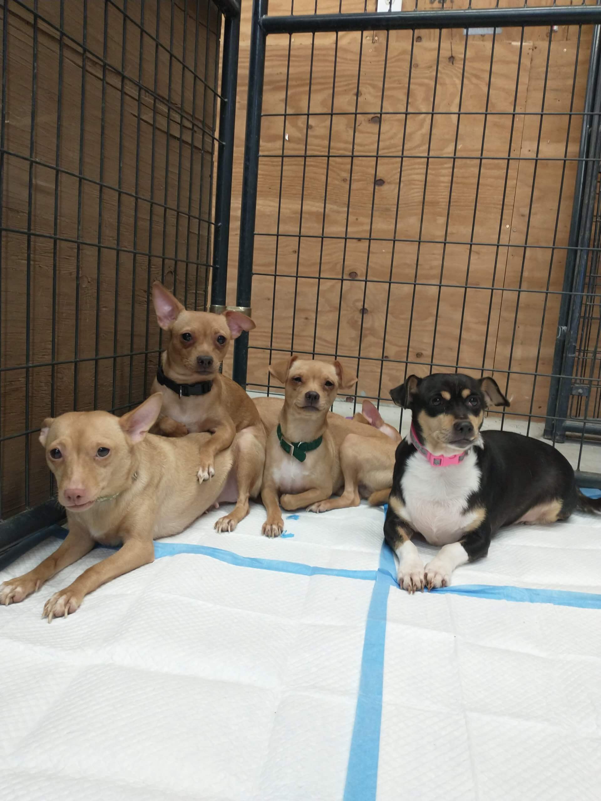 Hoarding situation Operation Pomchi - Rescue Ranch Inc.