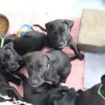 More Rescue Ranch puppies in Foster