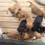 Rescue full of unwanted puppies, animal shelter crisis