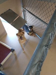 Male Pomchis brought to Resce Ranch from hoarding situation