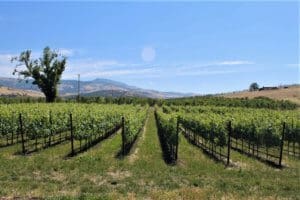 Naumes Suncrest Winery, 4th of july weekend