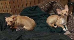 Blind Pomchi pup and Mom brought to Resce Ranch from hoarding situation