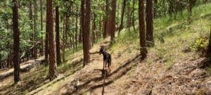 Chula on the trail, hot dogs in hot weather