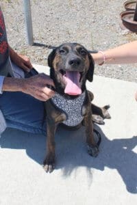 Rescue puppy Iris at airport meeting adopters