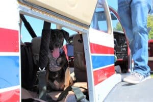 Rescue puppy Iris onboard