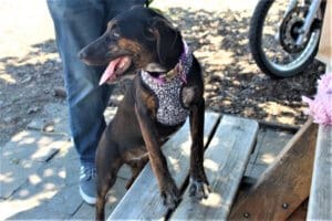Rescue pupppy Iris adoption finalized