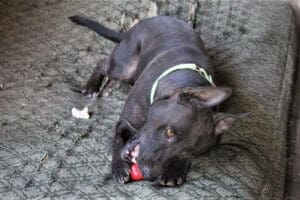 Lucy and her frozen Kong, hot dogs in hot weather