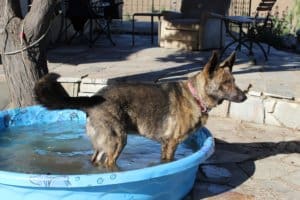 Mako, special needs dog, hot dogs in hot weather