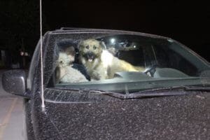 McKinney Fire Evacuees arrive at Rescue Ranch