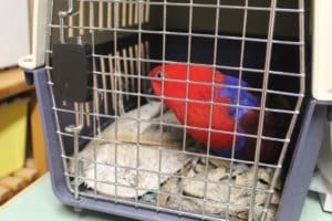 Ruby the Parrot McKinney Fire
