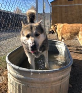 Meadow in tub, hot dogs in hot weather