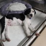 Patches the McKinney Fire Puppy