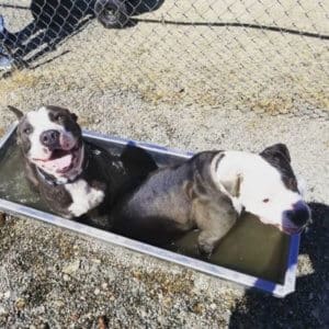 Pit Bulls in tub, hot dogs in hot weather