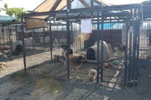 Rescue Ranch Evacuation Center during the McKinney Fire