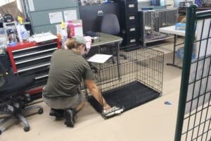 Rescue Ranch staff Cleaning kennels McKinney Fire