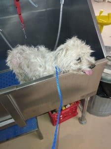 Dog found abandoned and tied to tree in MCKinney Fir evacuation zone, Yreka