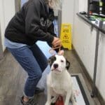 Responsible Dog Ownership: pre op spay/neuter dog getting weighed