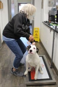 Responsible Dog Ownership: pre op spay/neuter dog getting weighed
