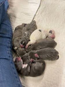 Rescue Ranch Sanctuary_Fire dog gives birth_pups rest while waiting for number 7_photo AliCarmen Carico