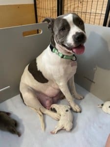Fire dog gives birth_ Andie in her new foster home with her puppies