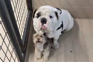 Mill Fire evacuees at Rescue Ranch