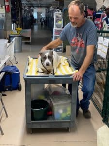 Rescue Ranch pregnant Mill Fire dog on makeshift gurney beofr dog gives birth