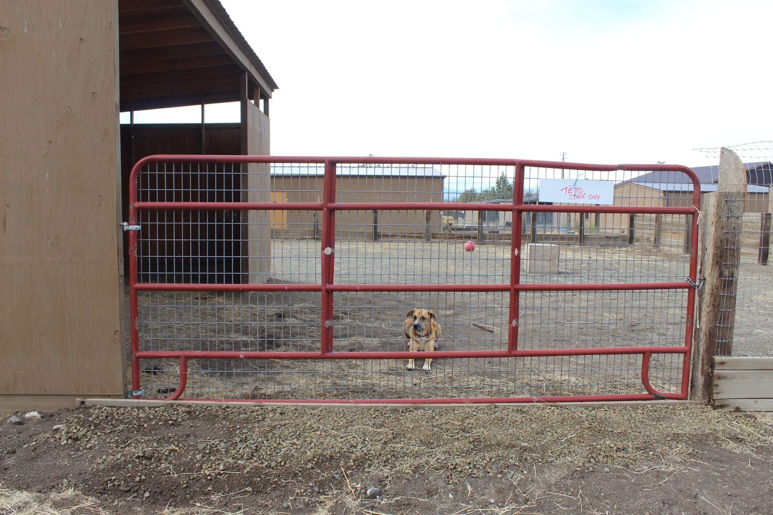 Sanctuary_Adapted horse gate with fencing and reinforced ground