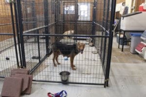 Rescue Ranch Sanctuary, momma dog kenneled in former medical building