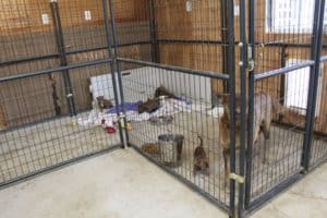 Rescue Ranch Sanctuary, mom amd pups in Kennel