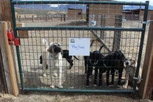 Rescue RAnch Sanctuary, Puppies in play yard