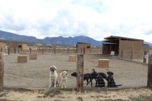 Rescue RAnch Sanctuary, Puppies in play yard