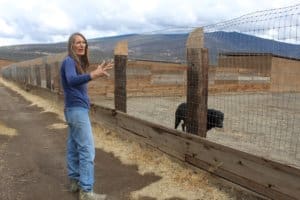 Rescue Ranch Sanctuary_Laura showing the use of reclaimed wood and the new extra high fencing