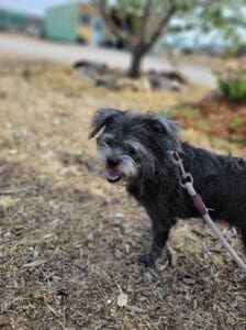 Zoie, lonely surrendered dog at Rescue Ranch