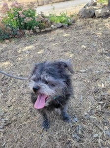 Zoie, lonely surrendered dog at Rescue Ranch