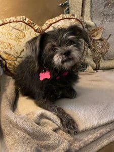 Zoie, now Rosie, surrendered dog, sleeping in her new home