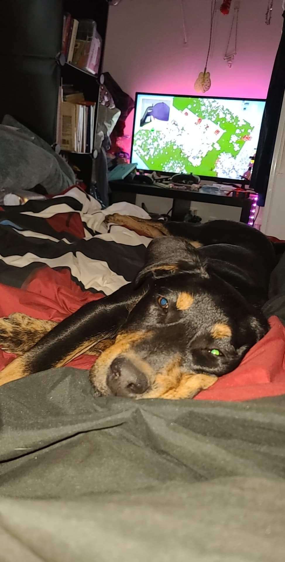 Bailey - Rescue Ranch Inc.