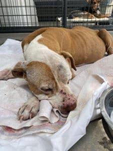 Dog Hospice Care, Pit BullSpirit the day after she came to RR.